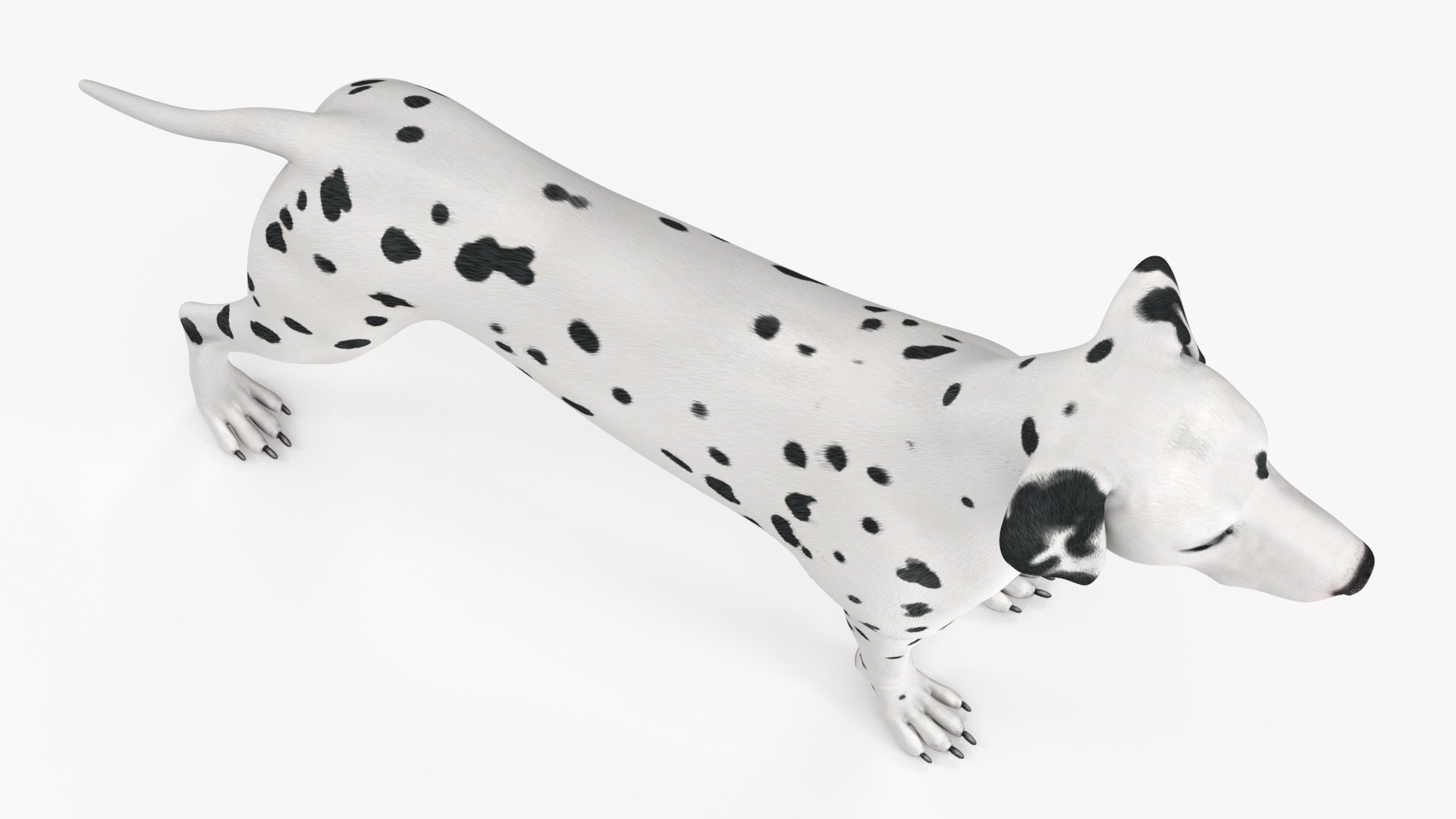 Dalmatian Dog Rigged for Maya 3D model https://p.turbosquid.com/ts-thumb/Jq/Vgim4D/rX/dalmatiandogriggedformaya3dmodel030/jpg/1727058179/1920x1080/fit_q87/3c822e888f63c3531f5a38ccabbc032d5cb7d60a/dalmatiandogriggedformaya3dmodel030.jpg