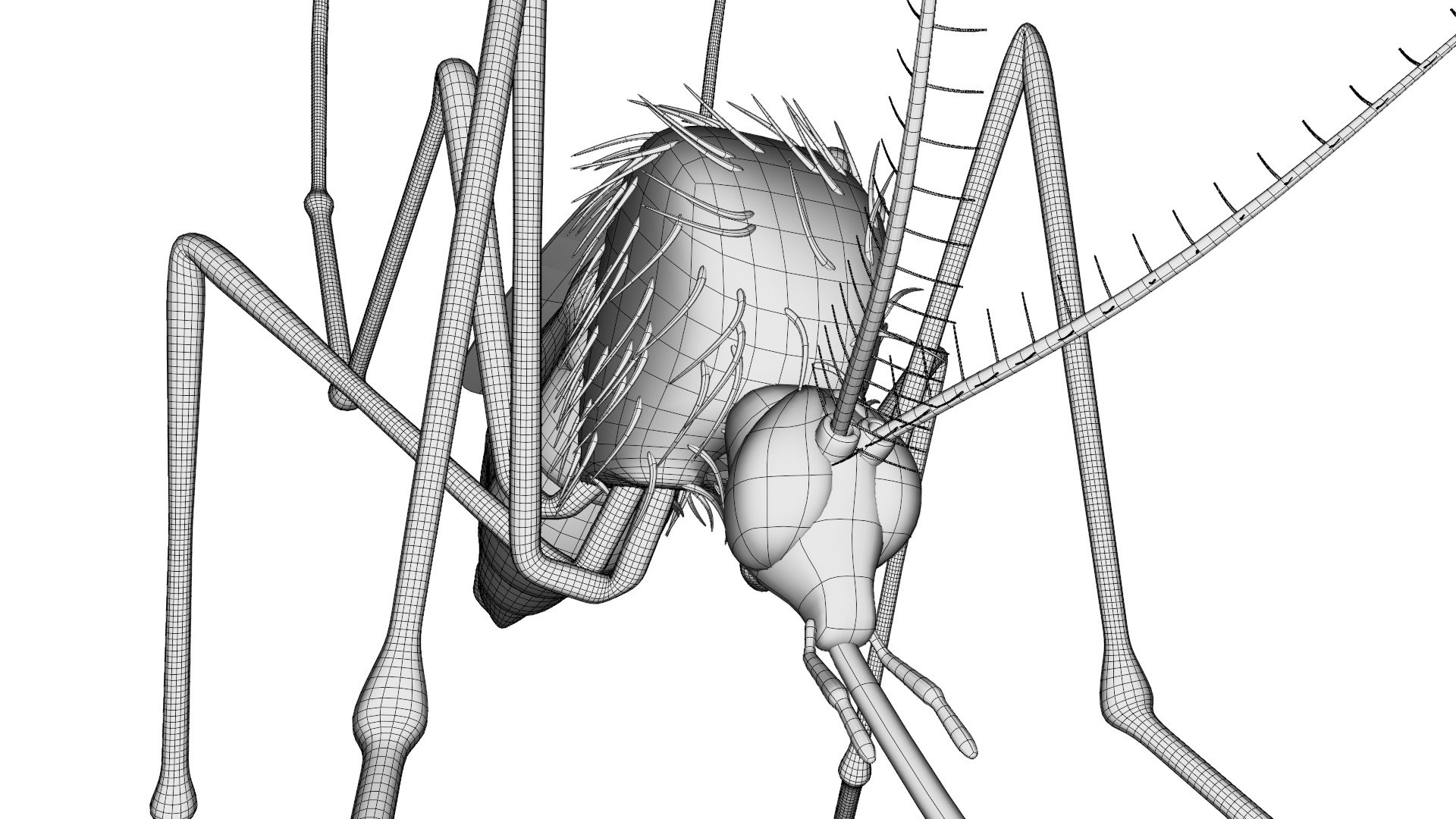 mosquito insect invertebrate model https://p.turbosquid.com/ts-thumb/Jq/a7gnJc/HNil8A1y/12/jpg/1593113099/1920x1080/fit_q87/a46214925e20cbb7dc20448c01b910f98d7dc354/12.jpg