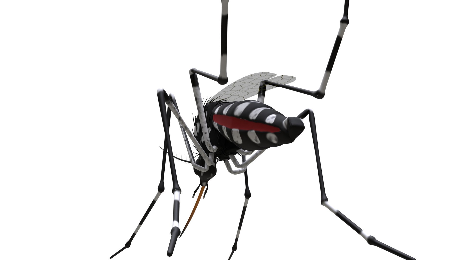 mosquito insect invertebrate model https://p.turbosquid.com/ts-thumb/Jq/a7gnJc/IoAmehM1/03/jpg/1593112982/1920x1080/fit_q87/0e67522afc92a9cf61b504e154d0bc5f4ba06382/03.jpg