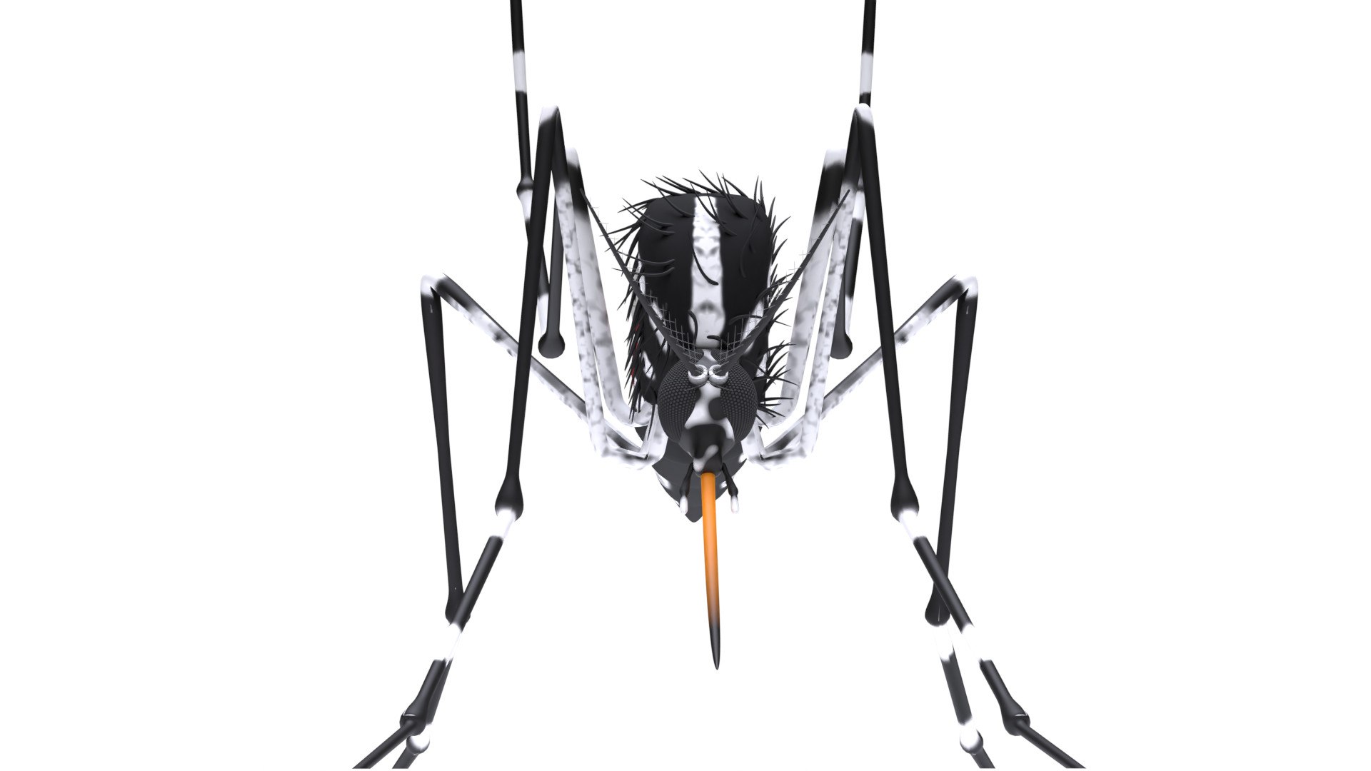 mosquito insect invertebrate model https://p.turbosquid.com/ts-thumb/Jq/a7gnJc/UaKgjEpF/04/jpg/1593112995/1920x1080/fit_q87/cc12a4262d1c746405e9888594869bd426d85fca/04.jpg