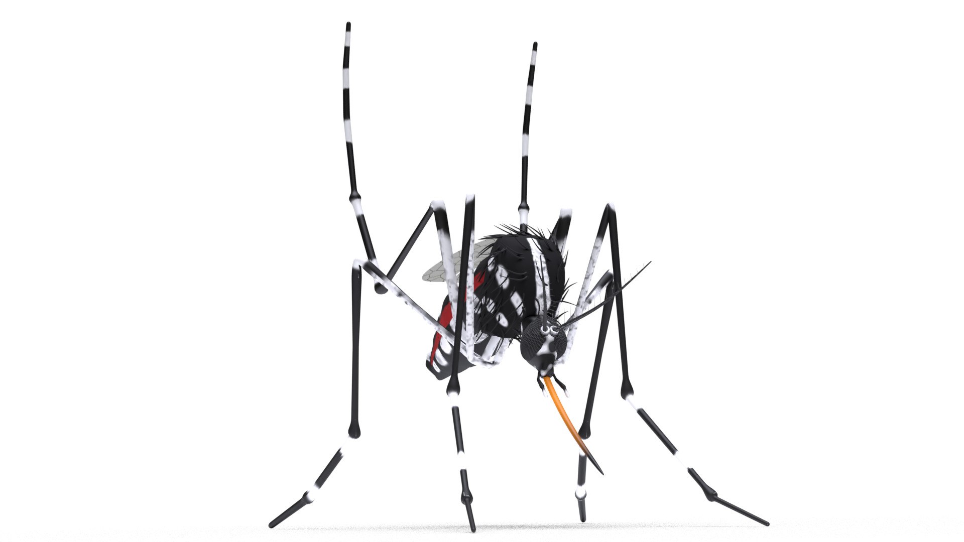 mosquito insect invertebrate model https://p.turbosquid.com/ts-thumb/Jq/a7gnJc/VTd2ZyOL/02/jpg/1593112969/1920x1080/fit_q87/717ed99ddce2560526c92464bf9e8f0eba3968a8/02.jpg
