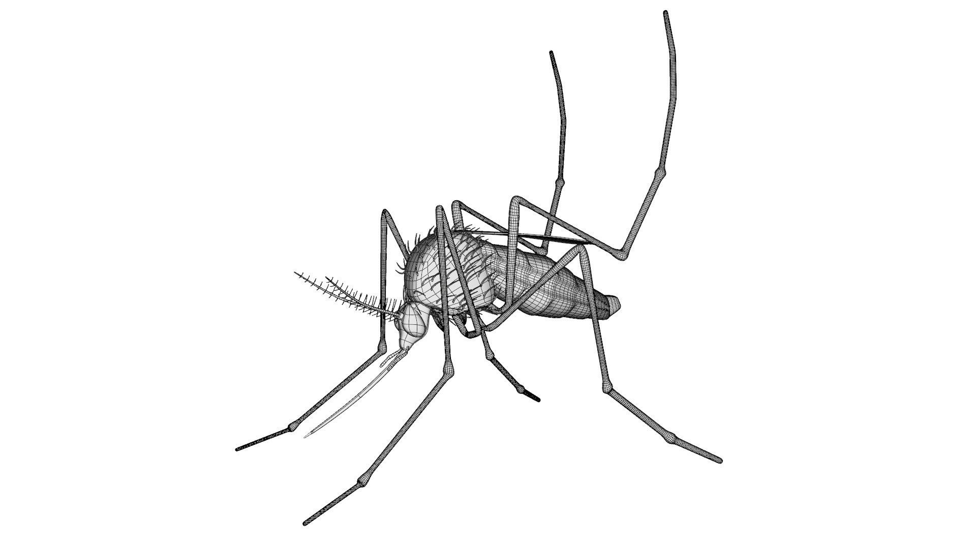 mosquito insect invertebrate model https://p.turbosquid.com/ts-thumb/Jq/a7gnJc/WjzrdzJa/10/jpg/1593113078/1920x1080/fit_q87/77fc9ad54fdc491ce18c5132c9d5f50dc63edf6c/10.jpg