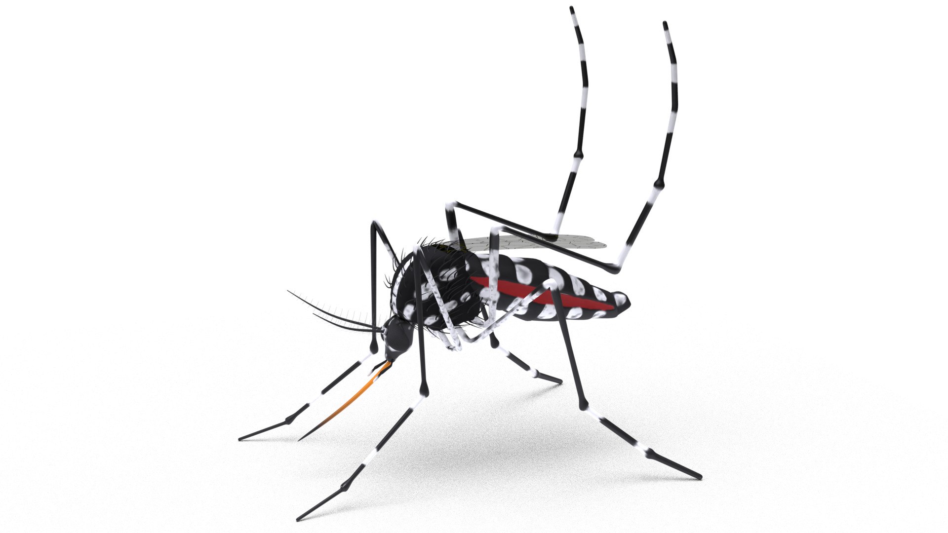 mosquito insect invertebrate model https://p.turbosquid.com/ts-thumb/Jq/a7gnJc/kPsUvy9B/01/jpg/1593112958/1920x1080/fit_q87/2cc5206cc79f3200fe6e6e233e1ae8c1a8c22bdc/01.jpg