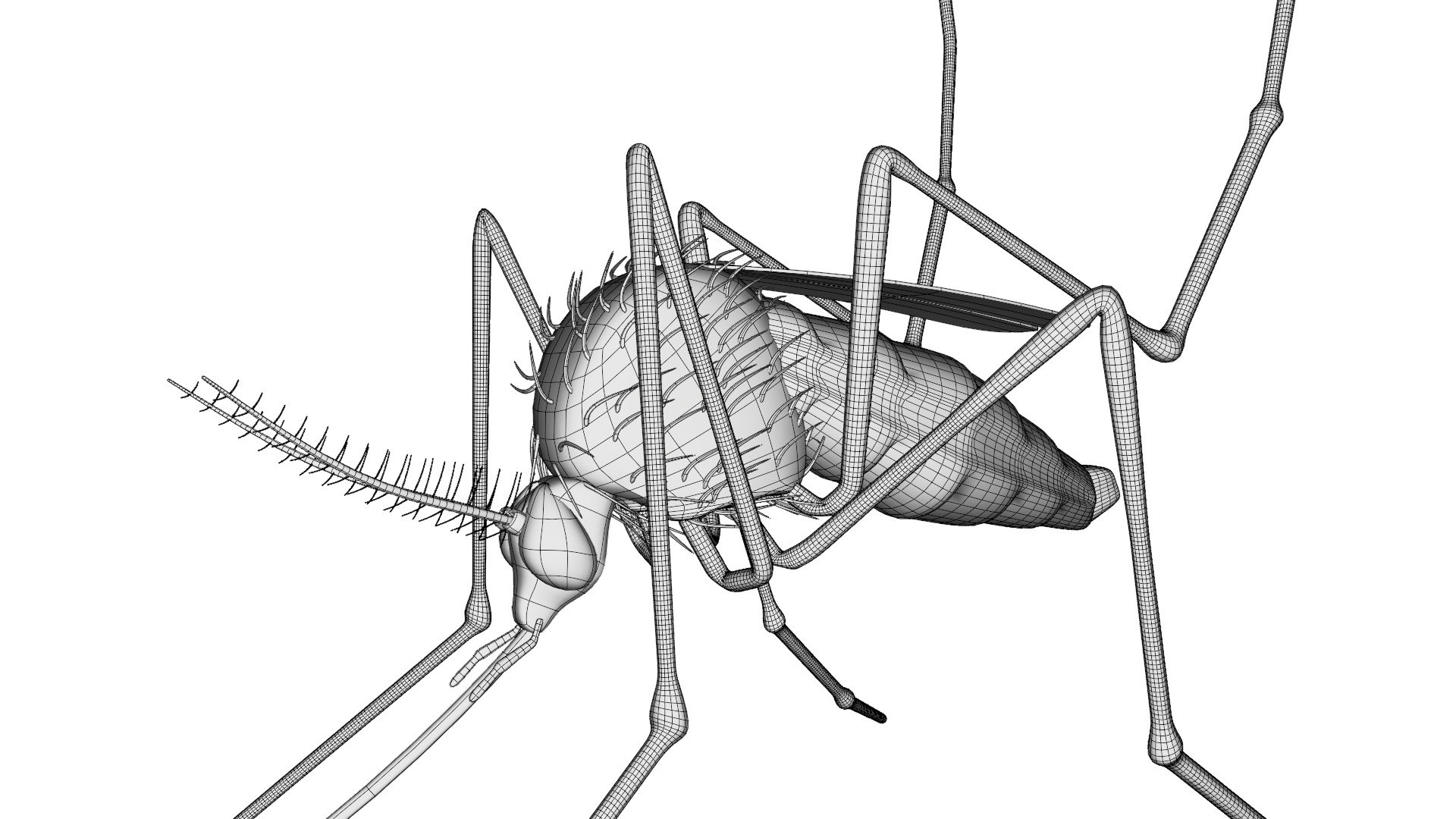 mosquito insect invertebrate model https://p.turbosquid.com/ts-thumb/Jq/a7gnJc/qbIwDZsw/11/jpg/1593113090/1920x1080/fit_q87/2e94f210b65a326fe9b4c09fdb85f77659bad12f/11.jpg