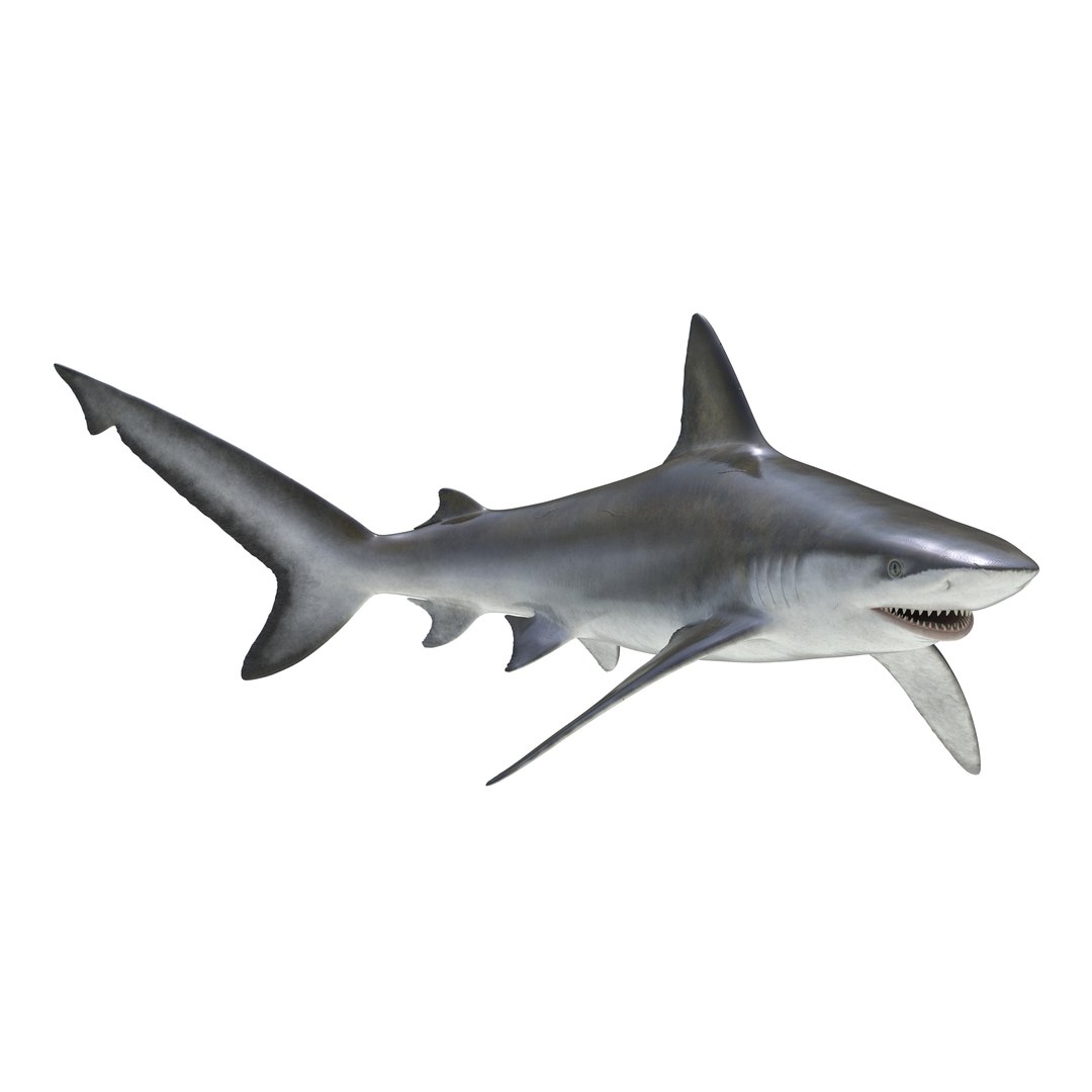 Bignose Shark Rigged 3D model preview
