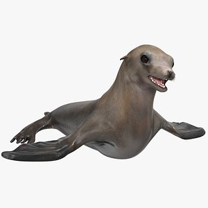 California Sea Lion Rigged for Maya 3D