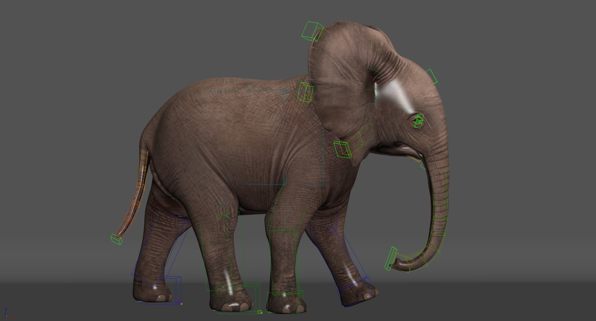 Elephant Baby Rigging Animation 3D Model - TurboSquid 1372256