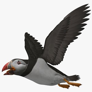 Fratercula Arctica "Atlantic Puffin"