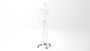 3D Skeleton 3D Model