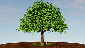 Acer Platanoides