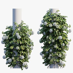 Climbing Hydrangea set 02