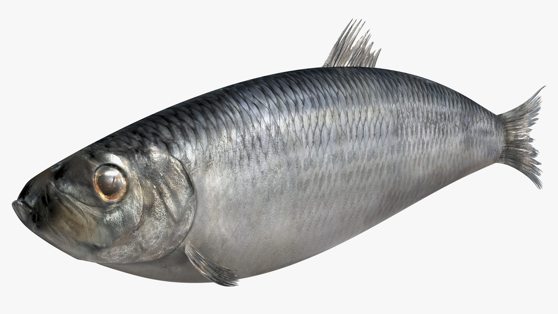 Realistic Atlantic Herring 3D model preview