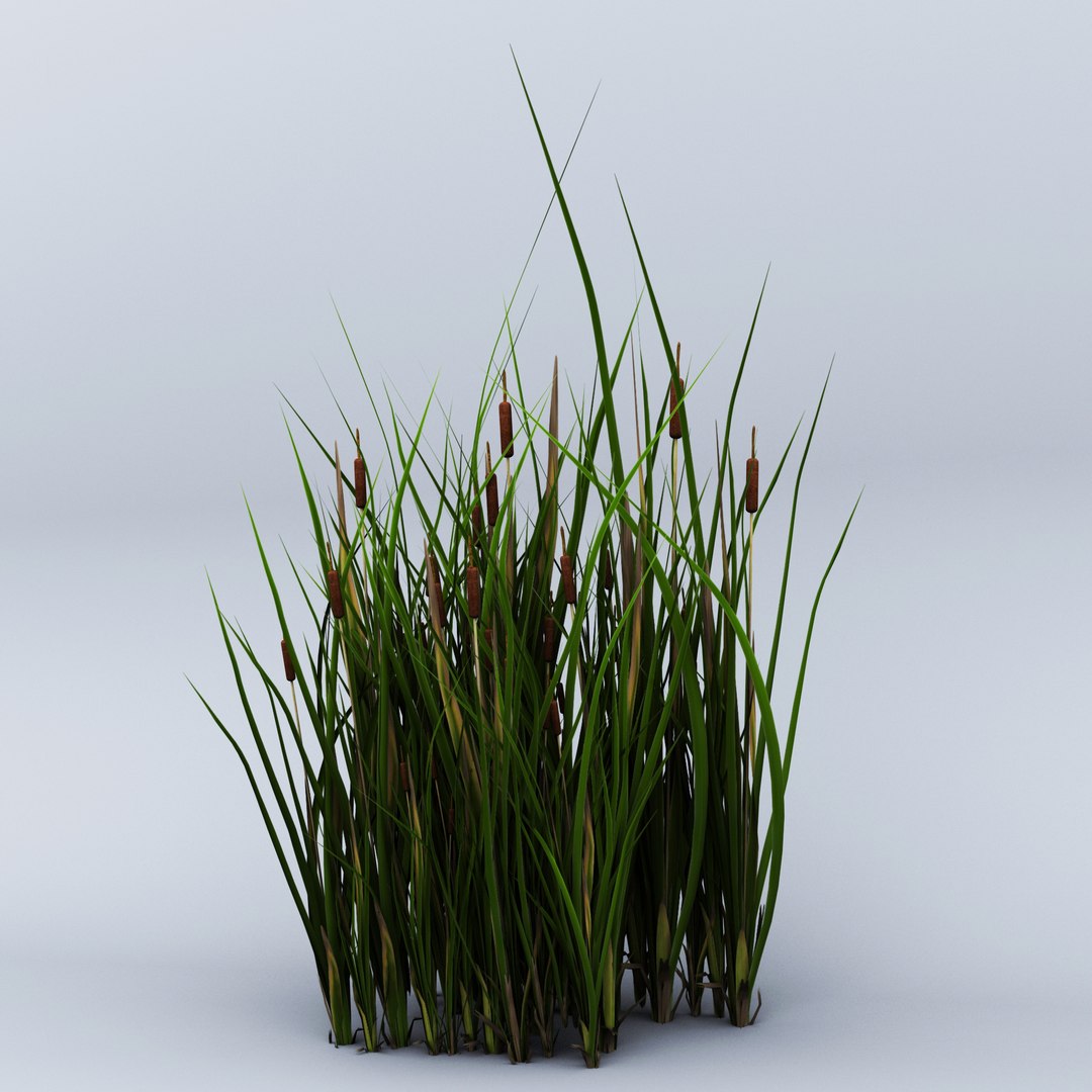 Plant Typha Swamp 3D Model - TurboSquid 1351799