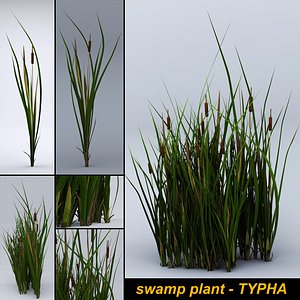 Swamp plant - TYPHA- Game asset