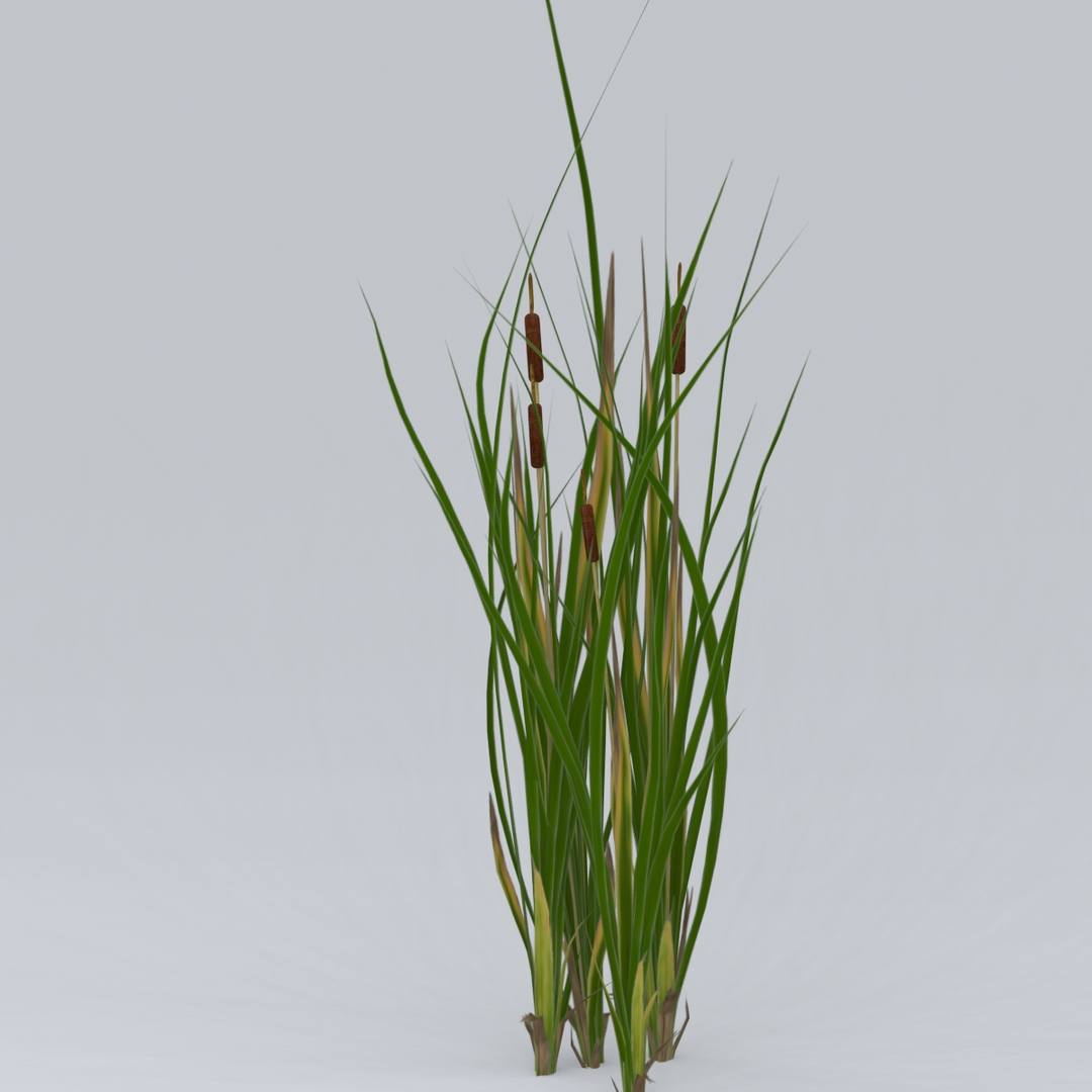 Plant Typha Swamp 3D Model - TurboSquid 1351799