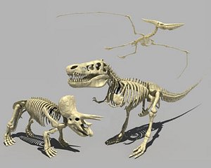 t-rex skeletons 3d model