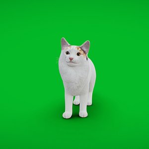 Turkish Van Domestic Cat