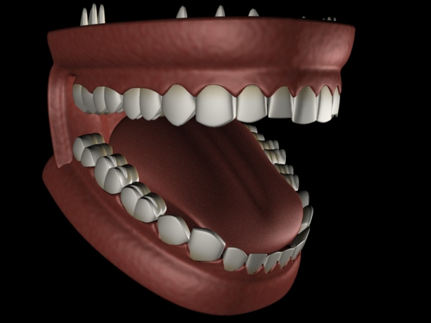mouth tongue teeth e 3d model https://p.turbosquid.com/ts-thumb/Jr/HaN91C/d3IBqbMn/boca02/jpg/1271926499/1920x1080/fit_q87/cef2fd8d5390d493209d7ecf0fce817e0f2ef869/boca02.jpg