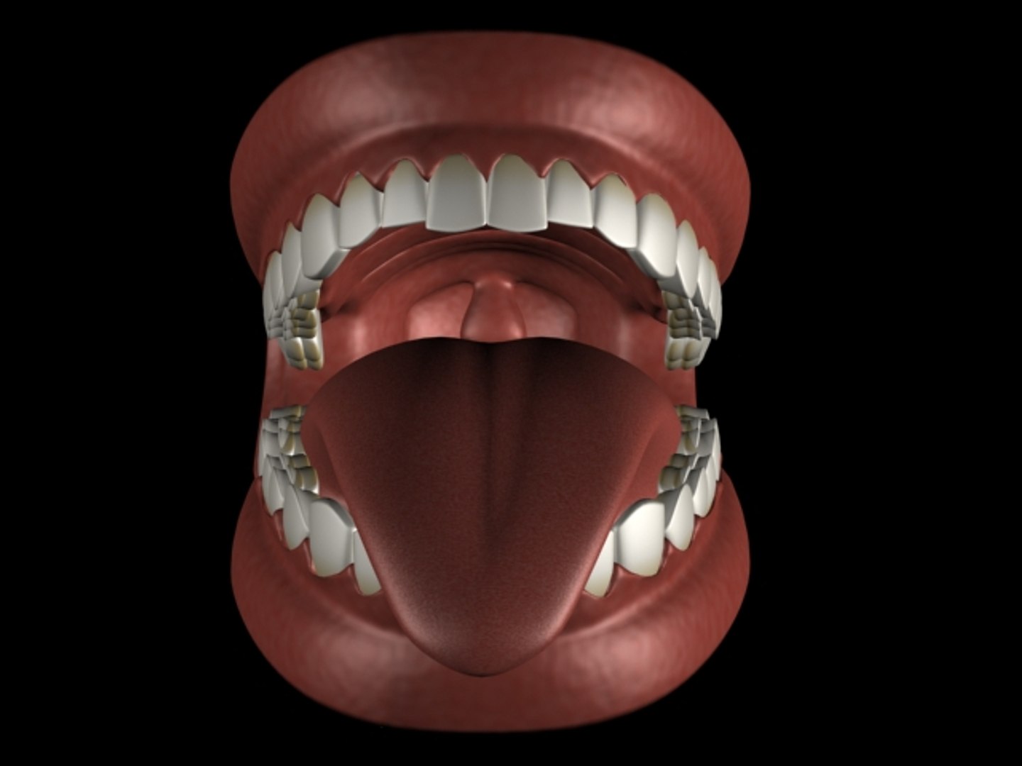 mouth tongue teeth e 3d model https://p.turbosquid.com/ts-thumb/Jr/HaN91C/kS5tKGoP/boca05/jpg/1271926513/1920x1080/fit_q87/437e8b7c5e5ea2129ae8015aab79b8b06405231f/boca05.jpg