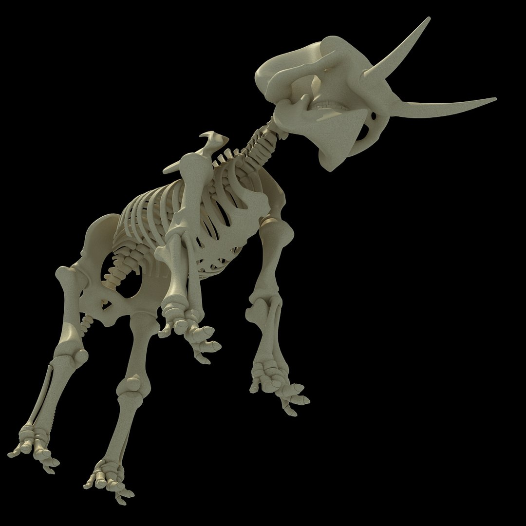 3ds asian elephant skeleton https://p.turbosquid.com/ts-thumb/Jr/OaHTVd/1wFBDX6x/asianelephantskeleton0008/jpg/1350181040/1920x1080/fit_q87/05965ae2082419433da12f63783acd6f2030b240/asianelephantskeleton0008.jpg