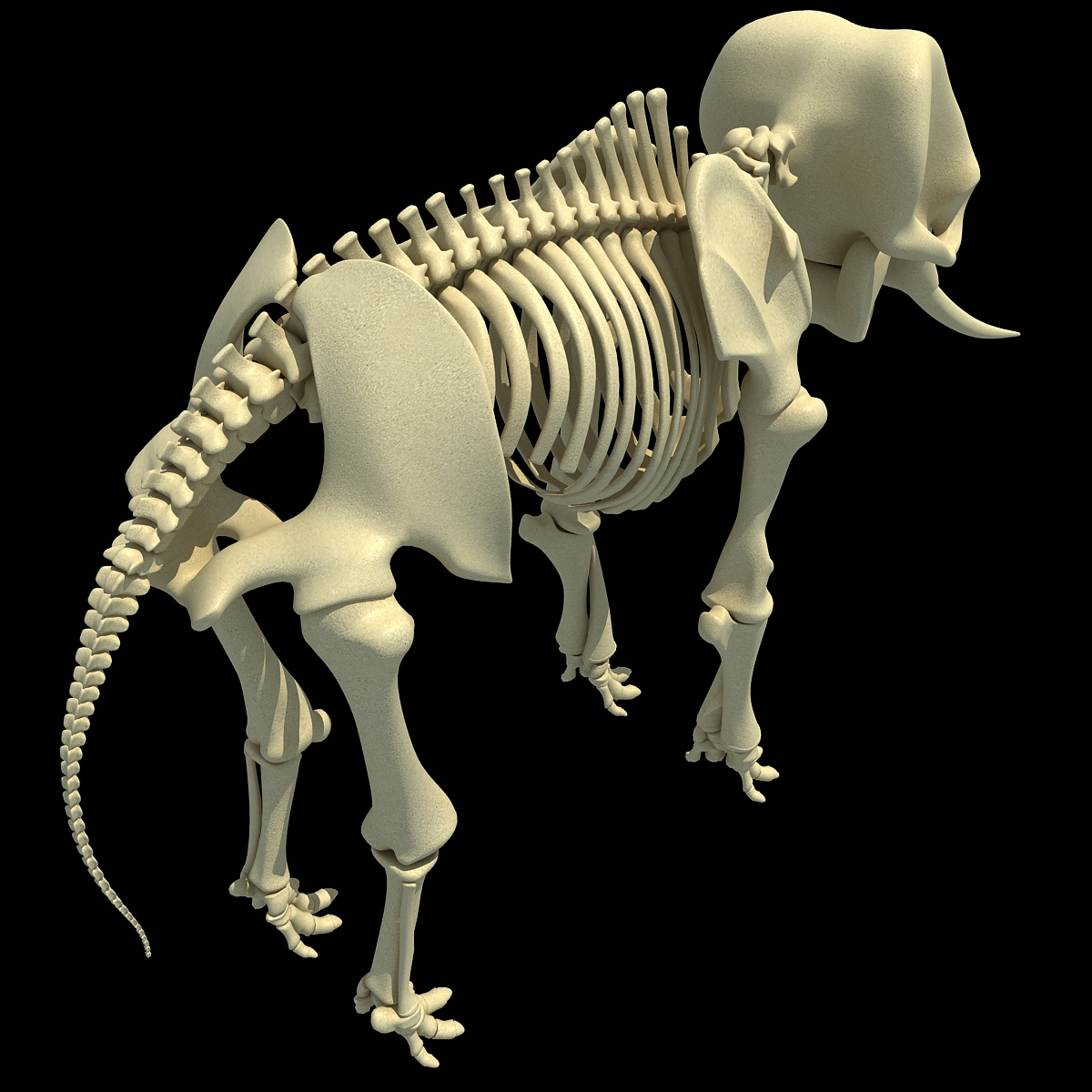 3ds asian elephant skeleton