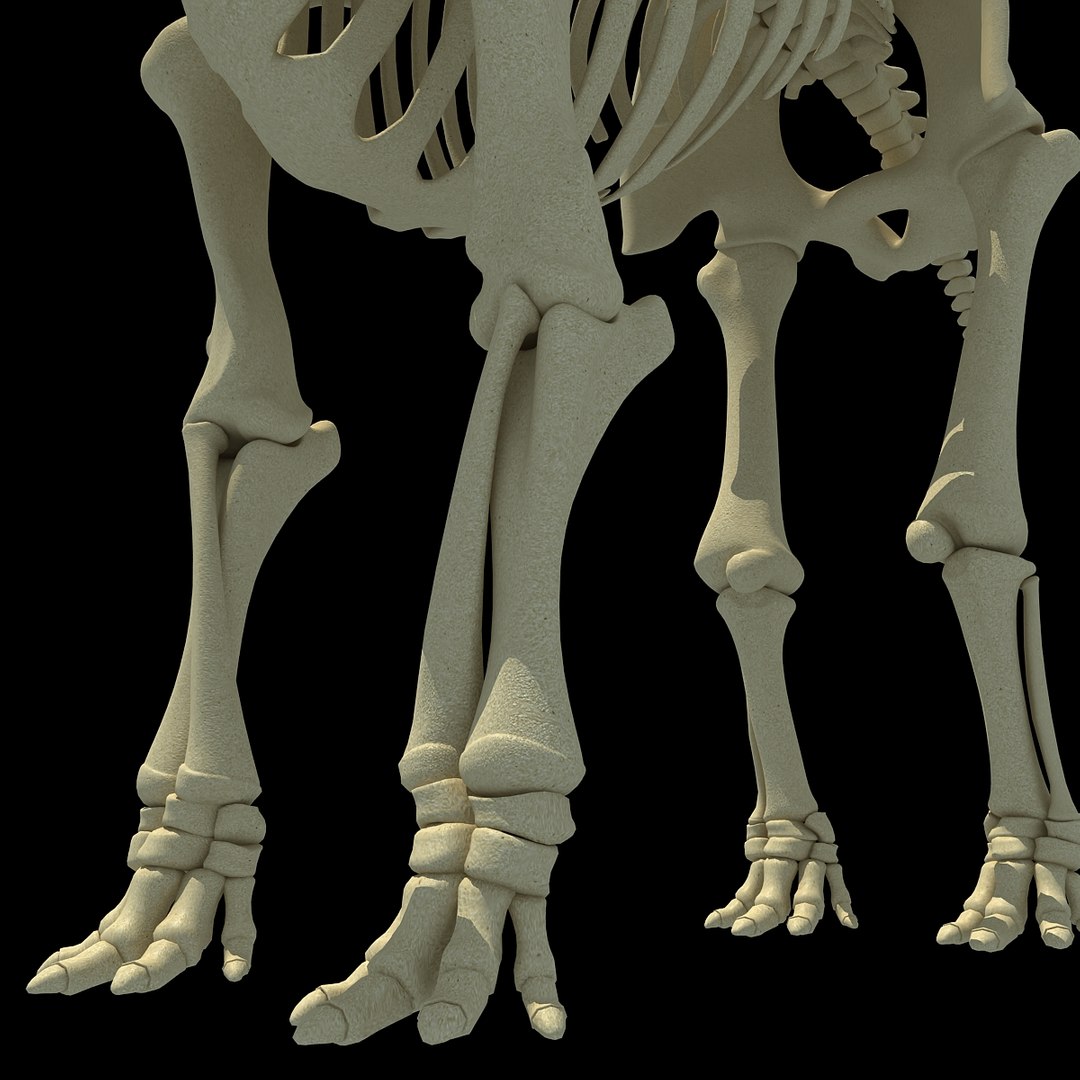 3ds asian elephant skeleton https://p.turbosquid.com/ts-thumb/Jr/OaHTVd/EEIXkqkl/asianelephantskeleton0013/jpg/1350181041/1920x1080/fit_q87/978b14e170d0bf3e7723b9845c0d2a64ba81b10d/asianelephantskeleton0013.jpg