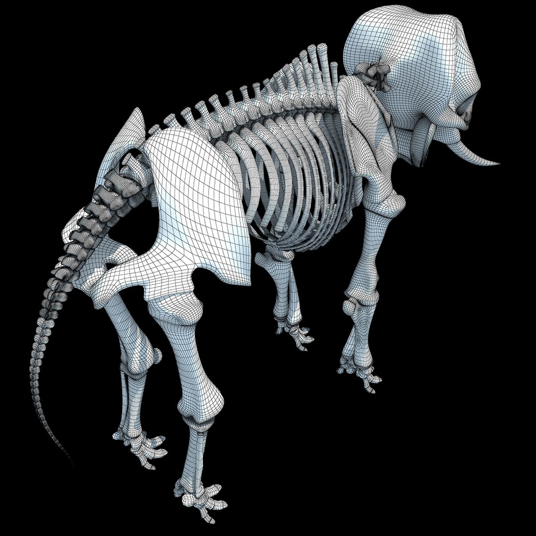 3ds asian elephant skeleton https://p.turbosquid.com/ts-thumb/Jr/OaHTVd/JEQwKMLH/wire0004/jpg/1350182057/1920x1080/fit_q87/b6b118366435a62b69c037be6cfa59074294d7b3/wire0004.jpg
