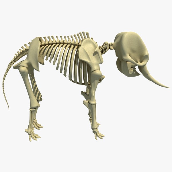 3ds asian elephant skeleton