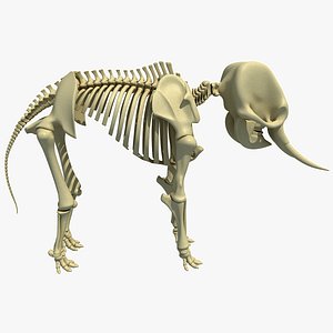 Asian Elephant Skeleton