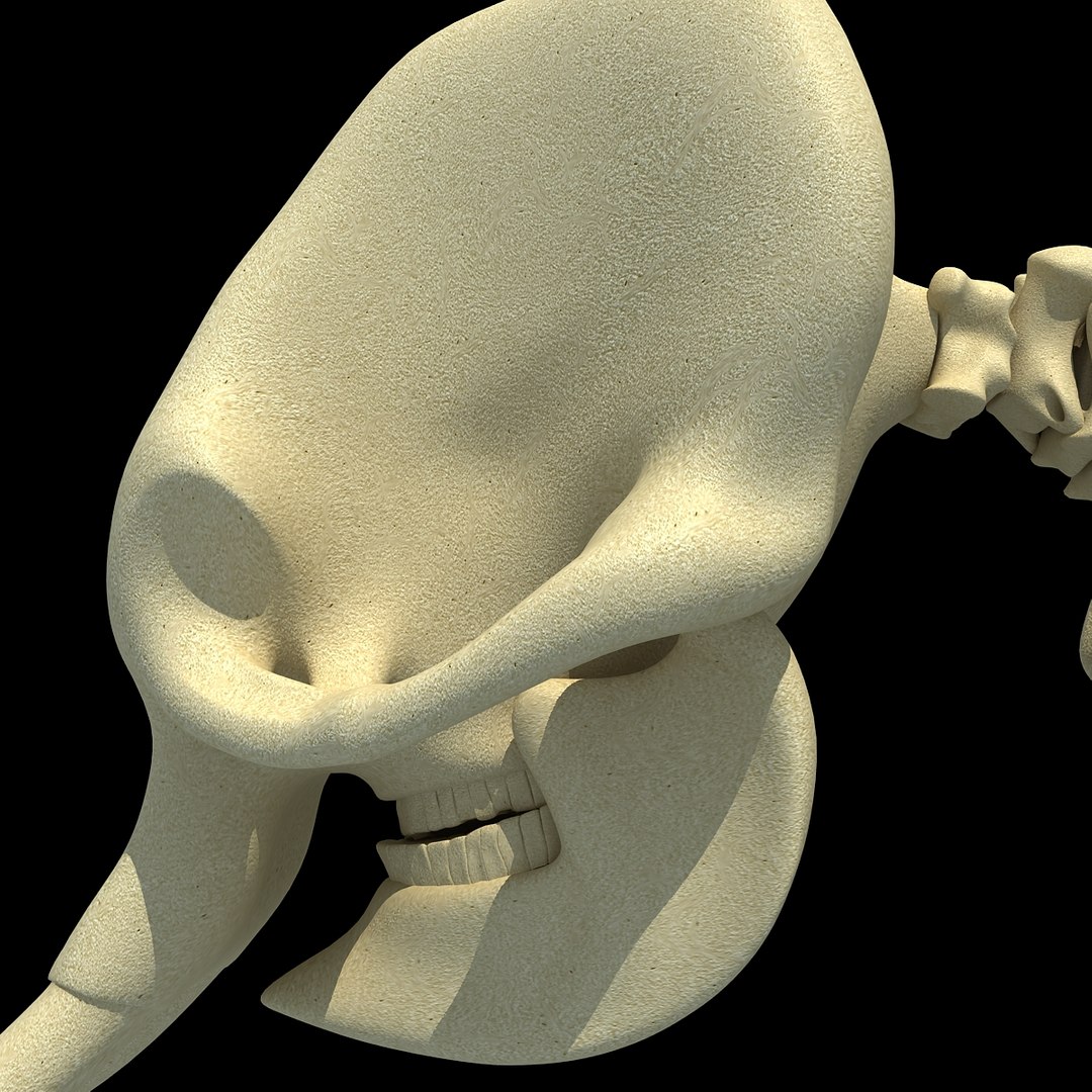 3ds asian elephant skeleton https://p.turbosquid.com/ts-thumb/Jr/OaHTVd/NxMIfyC9/asianelephantskeleton0010/jpg/1350181040/1920x1080/fit_q87/95dfb47b50829b61f971bb5c4a6248f28101c80a/asianelephantskeleton0010.jpg