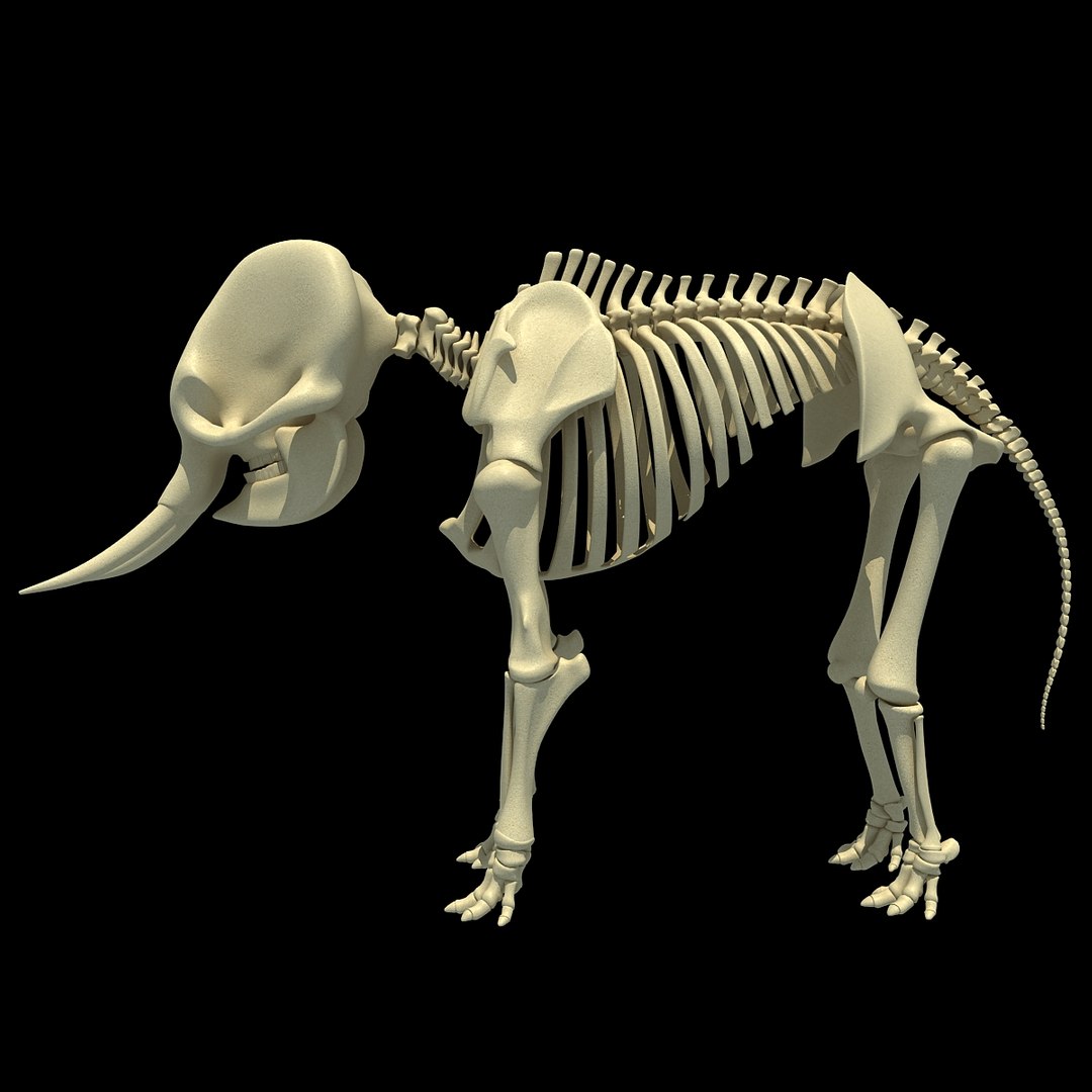 3ds Asian Elephant Skeleton