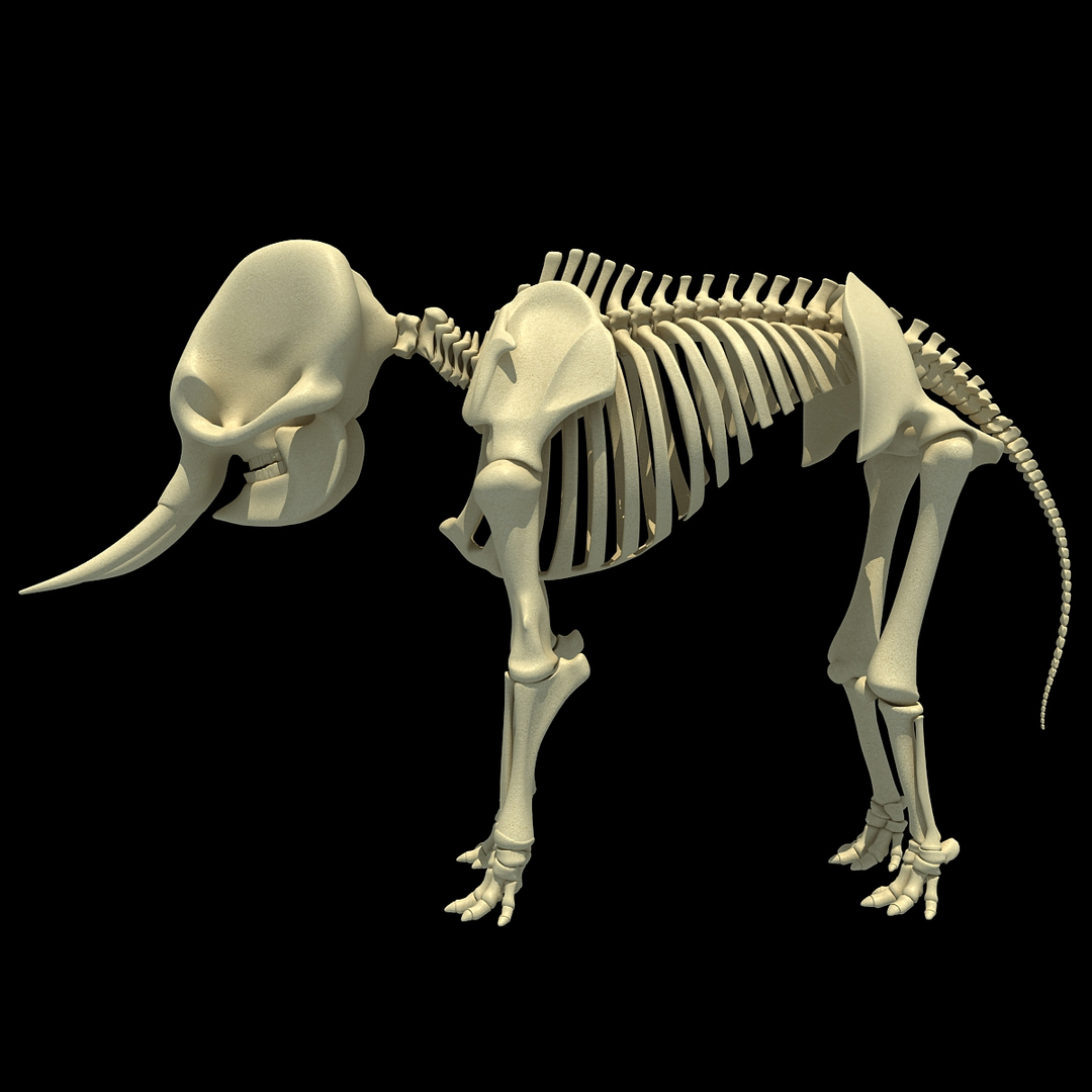 3ds asian elephant skeleton