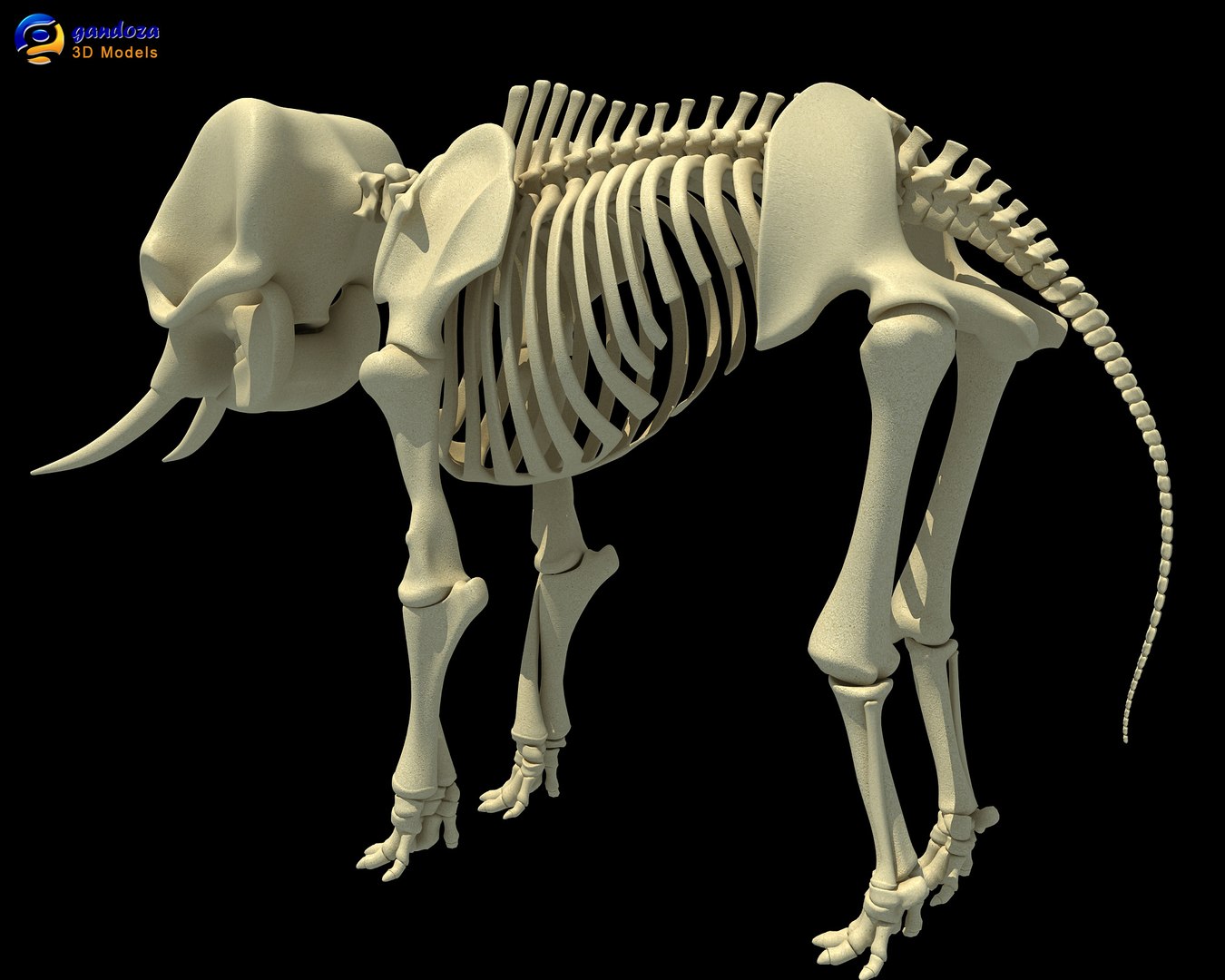 3ds Asian Elephant Skeleton