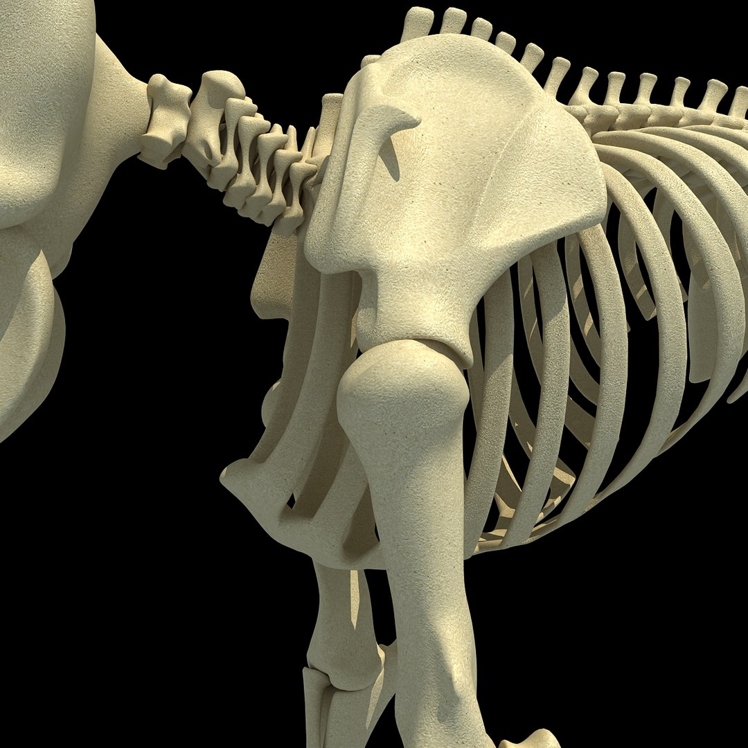 3ds asian elephant skeleton https://p.turbosquid.com/ts-thumb/Jr/OaHTVd/bJCbm0Mu/asianelephantskeleton0011/jpg/1350181040/1920x1080/fit_q87/cbd0745fda305585f1a99bf7b65cb2d28250f039/asianelephantskeleton0011.jpg