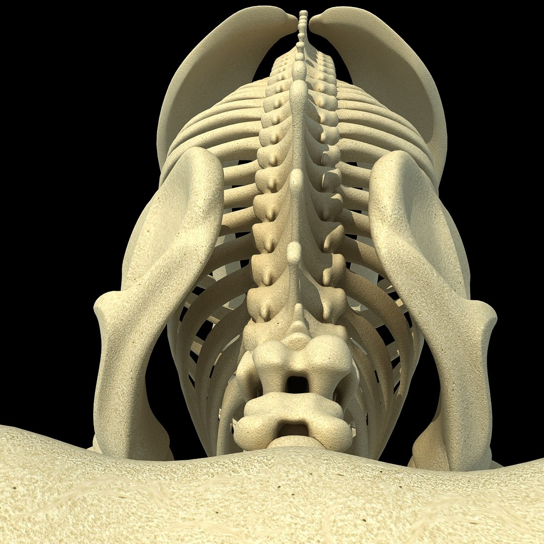 3ds asian elephant skeleton https://p.turbosquid.com/ts-thumb/Jr/OaHTVd/efiEcWIu/asianelephantskeleton0015/jpg/1350181041/1920x1080/fit_q87/d601a07653edab5fd5ff08f763e6ee402a6c5d9f/asianelephantskeleton0015.jpg
