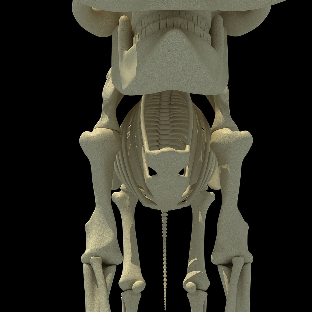 3ds asian elephant skeleton https://p.turbosquid.com/ts-thumb/Jr/OaHTVd/f9XFnszm/asianelephantskeleton0014/jpg/1350181041/1920x1080/fit_q87/cbe195eca22f3bf13f500947bc834ab11aae6d03/asianelephantskeleton0014.jpg