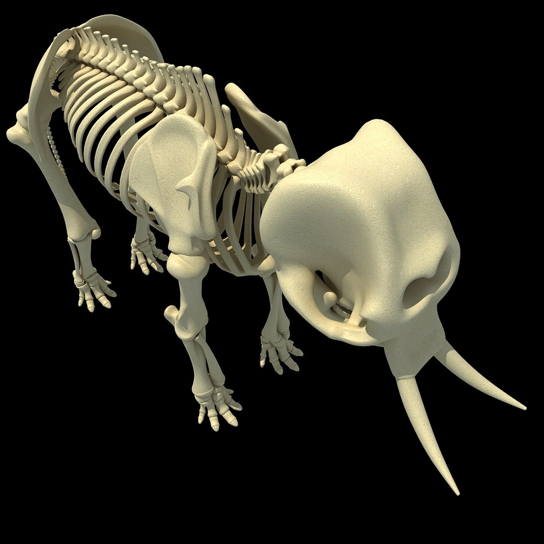 3ds Asian Elephant Skeleton