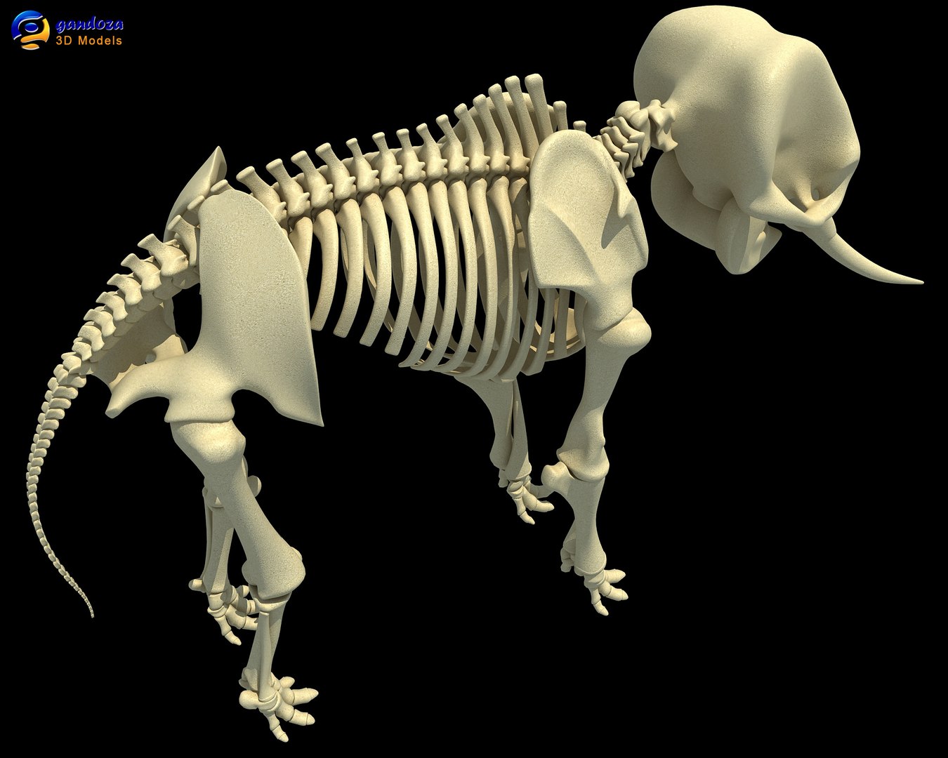 3ds Asian Elephant Skeleton