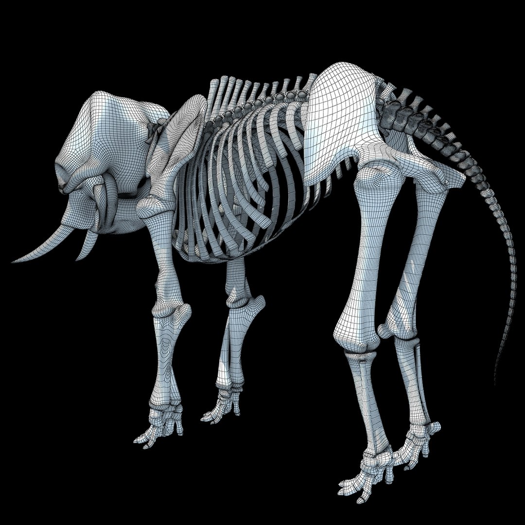 3ds asian elephant skeleton https://p.turbosquid.com/ts-thumb/Jr/OaHTVd/t6eeS2mJ/wire0002/jpg/1350182057/1920x1080/fit_q87/e1afb40d97a709bea89d681be1bb93c621469b7f/wire0002.jpg