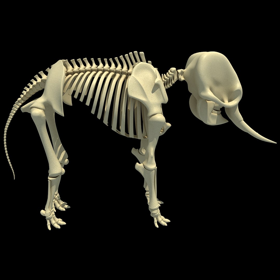 3ds asian elephant skeleton https://p.turbosquid.com/ts-thumb/Jr/OaHTVd/z3f3hqyY/asianelephantskeleton0005/jpg/1350181040/1920x1080/fit_q87/a2aac1fd3d0bb6fb4986db60b94a9548373418c8/asianelephantskeleton0005.jpg