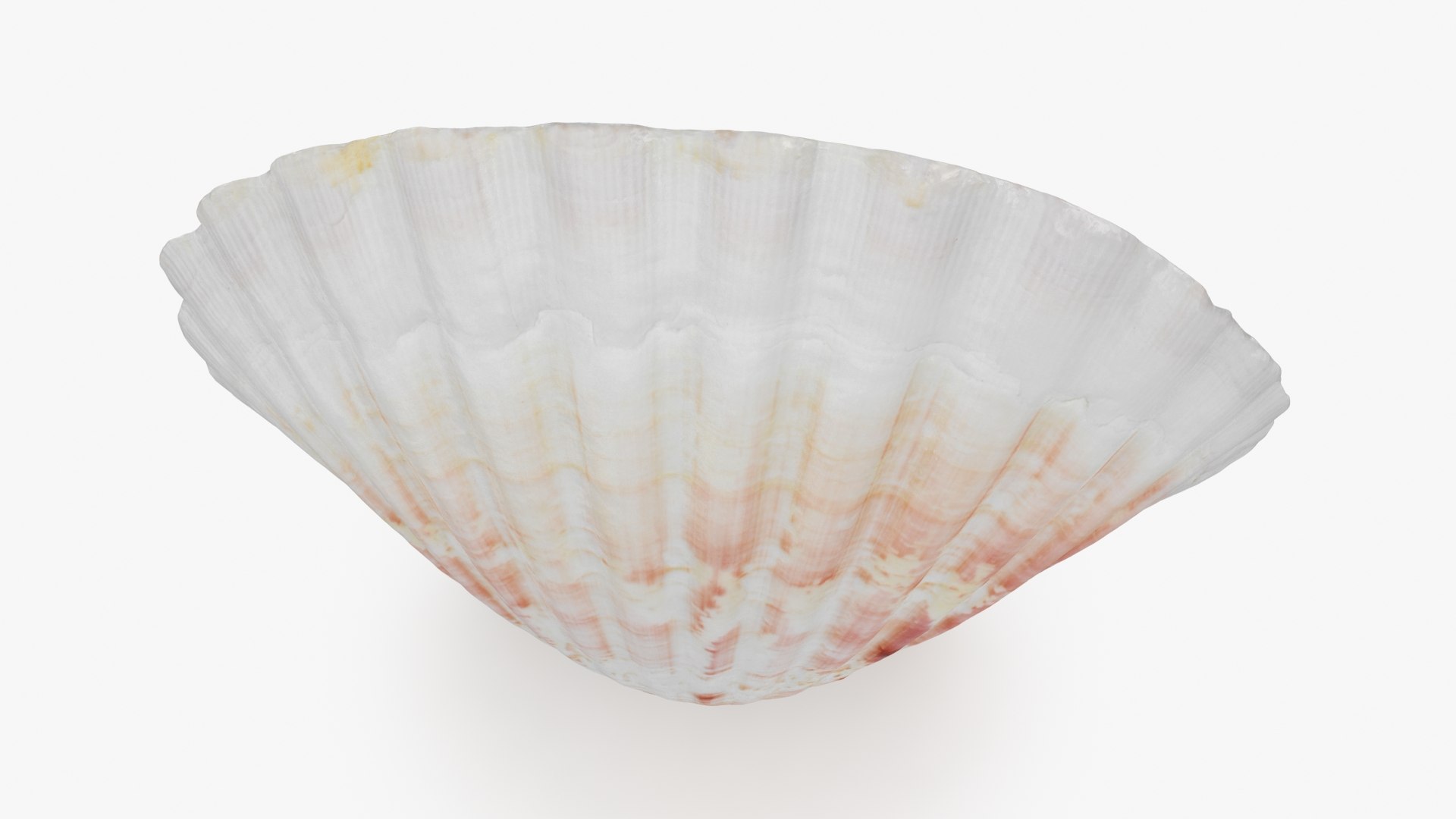 3D Model Clam Shell 04 - TurboSquid 2266430