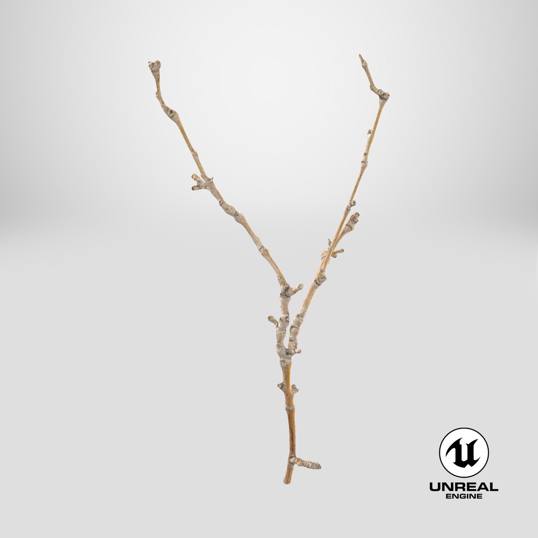 Scanned Sprig 20 StemCell 3D https://p.turbosquid.com/ts-thumb/Jr/PogRjc/ER/stemcell_unreal_render/png/1745866838/1920x1080/fit_q87/e6438921eb82227934ddd182a296f2e40886fd3d/stemcell_unreal_render.jpg