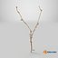Cellula staminale scansionata Sprig 20