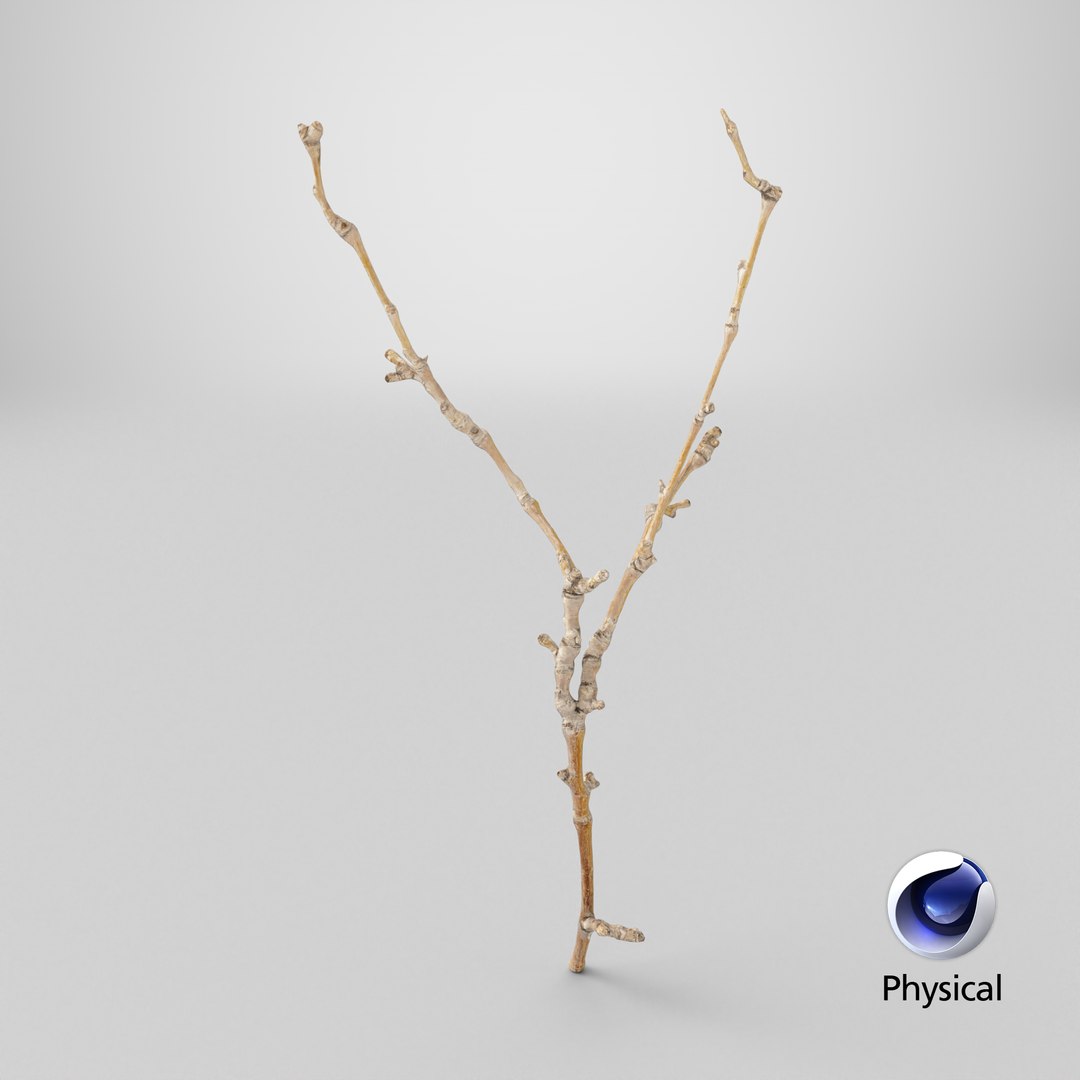 Scanned Sprig 20 StemCell 3D https://p.turbosquid.com/ts-thumb/Jr/PogRjc/RJ/stemcell_cinema_4d_physical_render/png/1745866832/1920x1080/fit_q87/a9cb86725c91c038ca06bed587aef9b0429d6b3e/stemcell_cinema_4d_physical_render.jpg