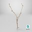 Cellula staminale scansionata Sprig 20