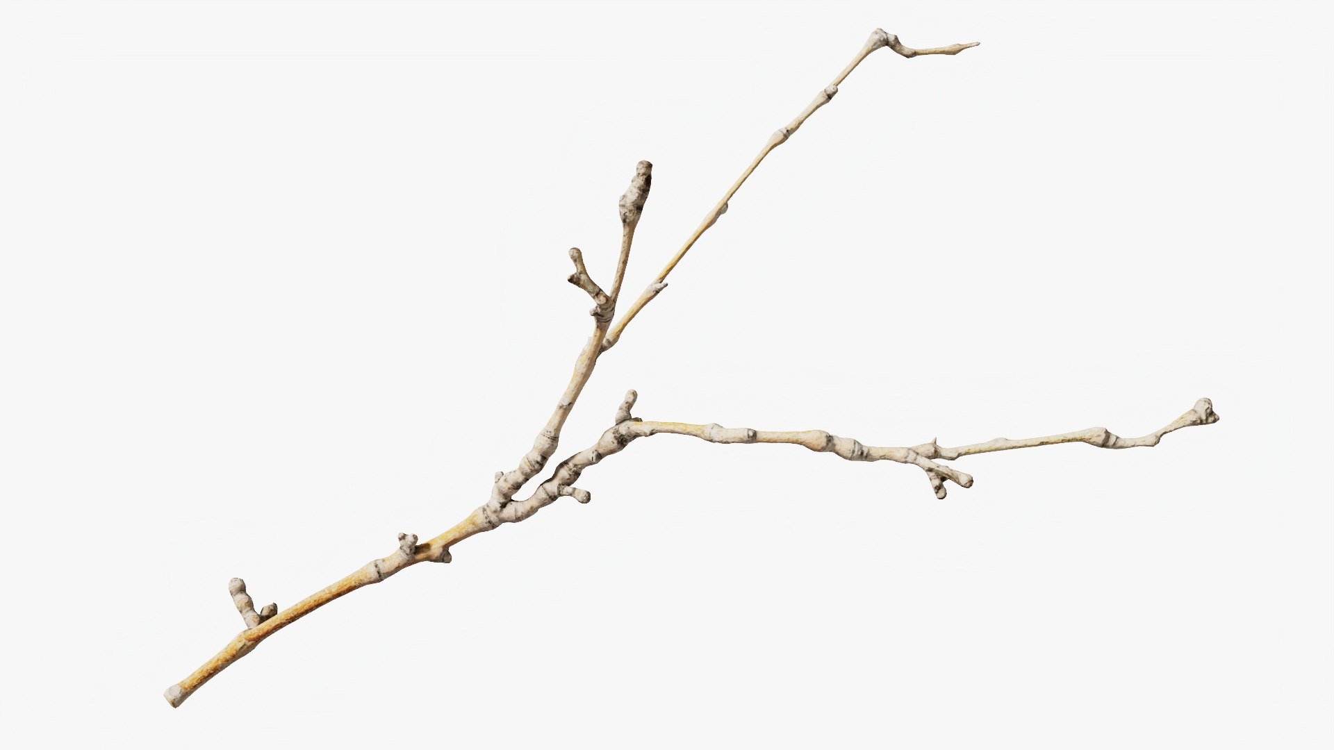 Scanned Sprig 20 StemCell 3D https://p.turbosquid.com/ts-thumb/Jr/PogRjc/dy/twig_20_p01/jpg/1745652791/1920x1080/fit_q87/609fccc9a5f74825bc5b8c3d47ef2243fbcbbaab/twig_20_p01.jpg