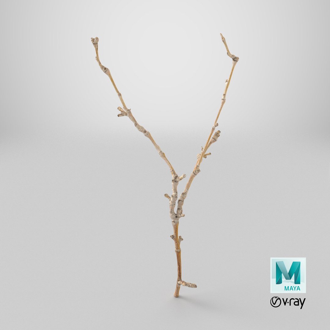 Scanned Sprig 20 StemCell 3D https://p.turbosquid.com/ts-thumb/Jr/PogRjc/i2/stemcell_maya_vray_render/png/1745866829/1920x1080/fit_q87/489e80f5bddee84920558a71657d4abc3689050b/stemcell_maya_vray_render.jpg