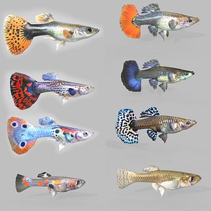 Guppy Fish Collection 3D model