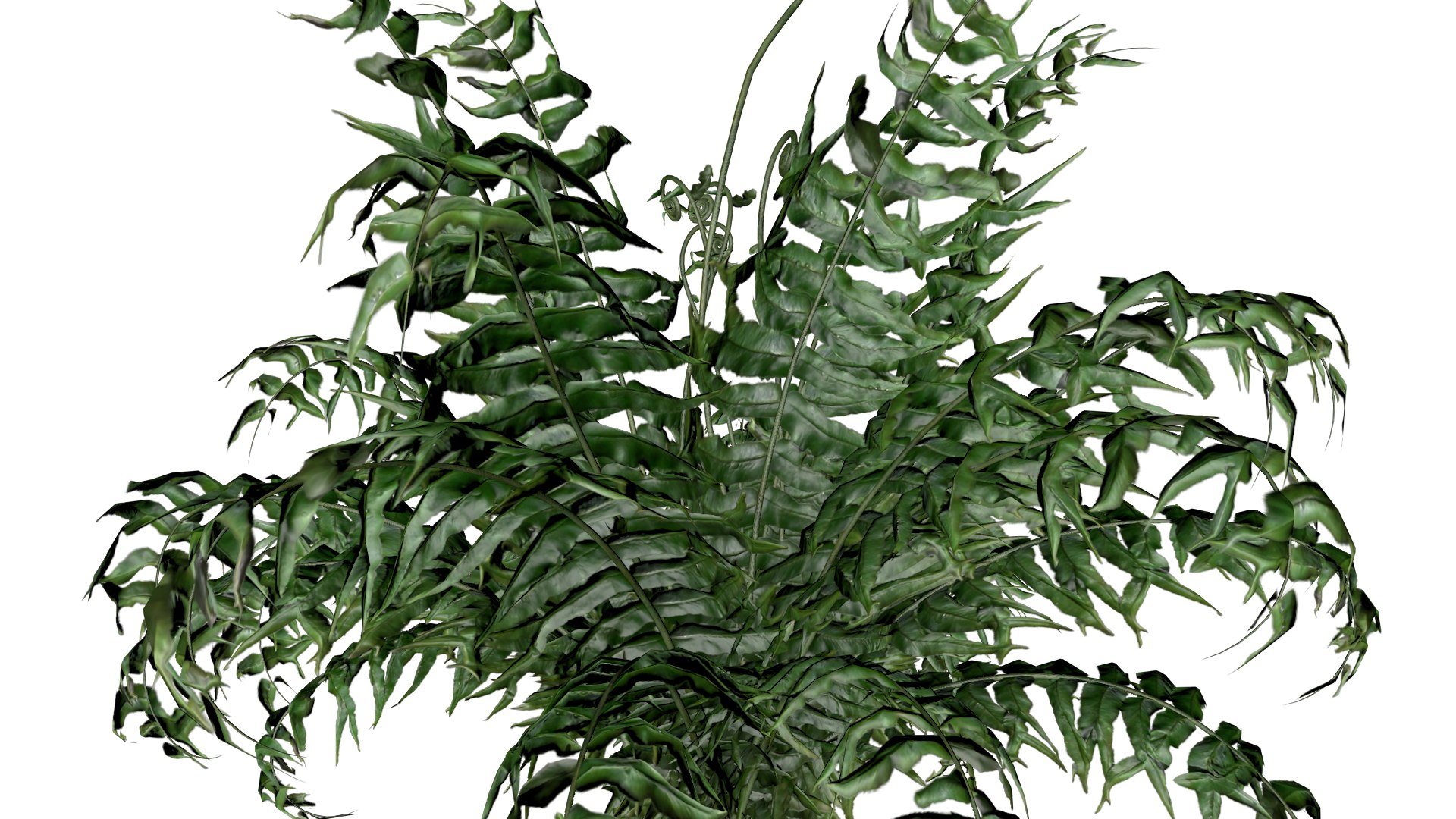 Western Sword Fern Plant - 02 - 3D model https://p.turbosquid.com/ts-thumb/Jr/fQWpta/60/wsf_22/png/1741713943/1920x1080/fit_q87/441c658f0669271b63d0f08f64a48f1af14d55cf/wsf_22.jpg