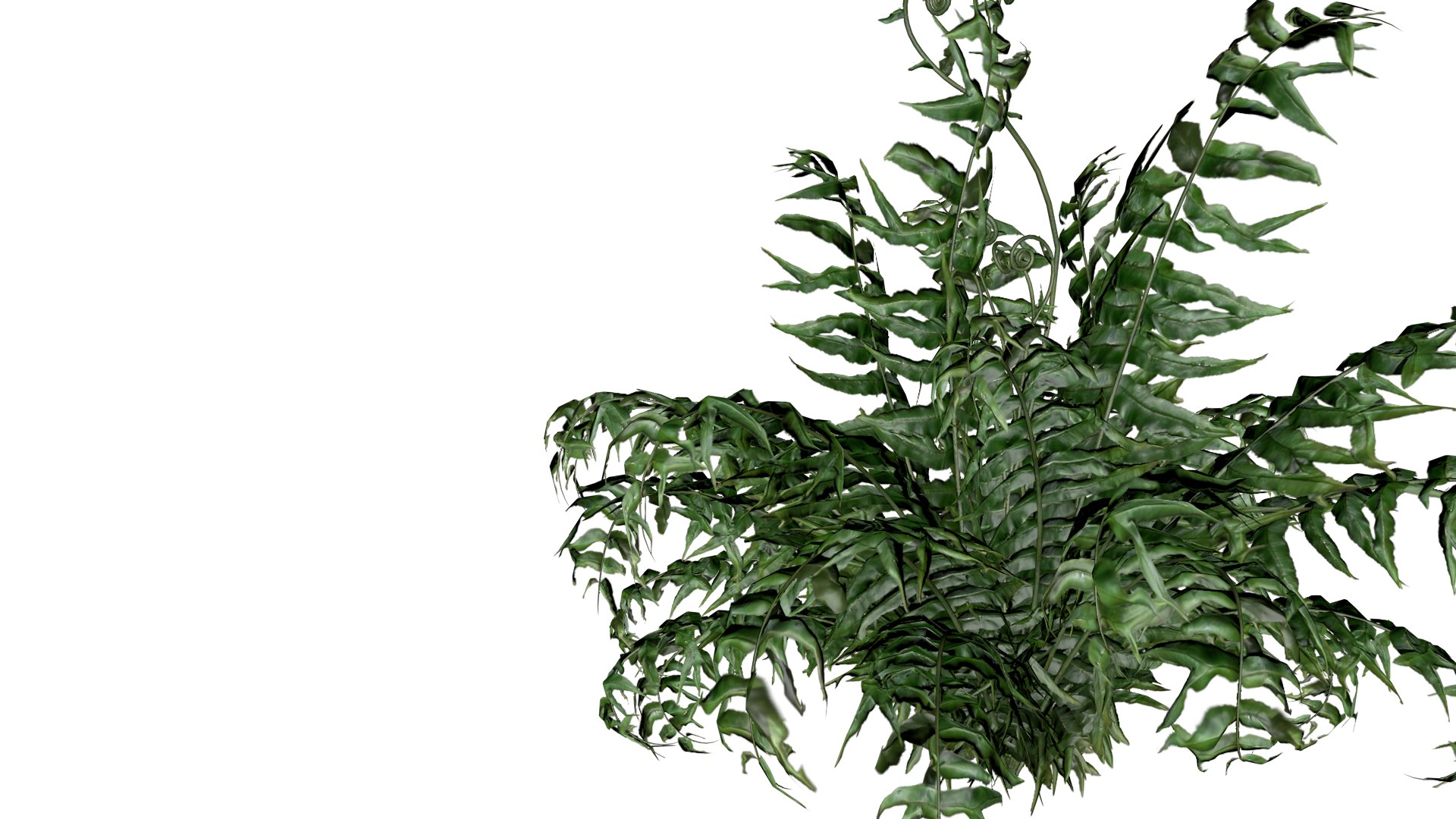 Western Sword Fern Plant - 02 - 3D model https://p.turbosquid.com/ts-thumb/Jr/fQWpta/TO/wsf_21/png/1741713941/1920x1080/fit_q87/78de3d6e7afbfe23d1e37f25efa3010d44cb33ca/wsf_21.jpg